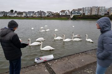 Swans come to investigate the radio controlled boat.